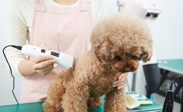 반려동물산업디자인과 관련이미지2